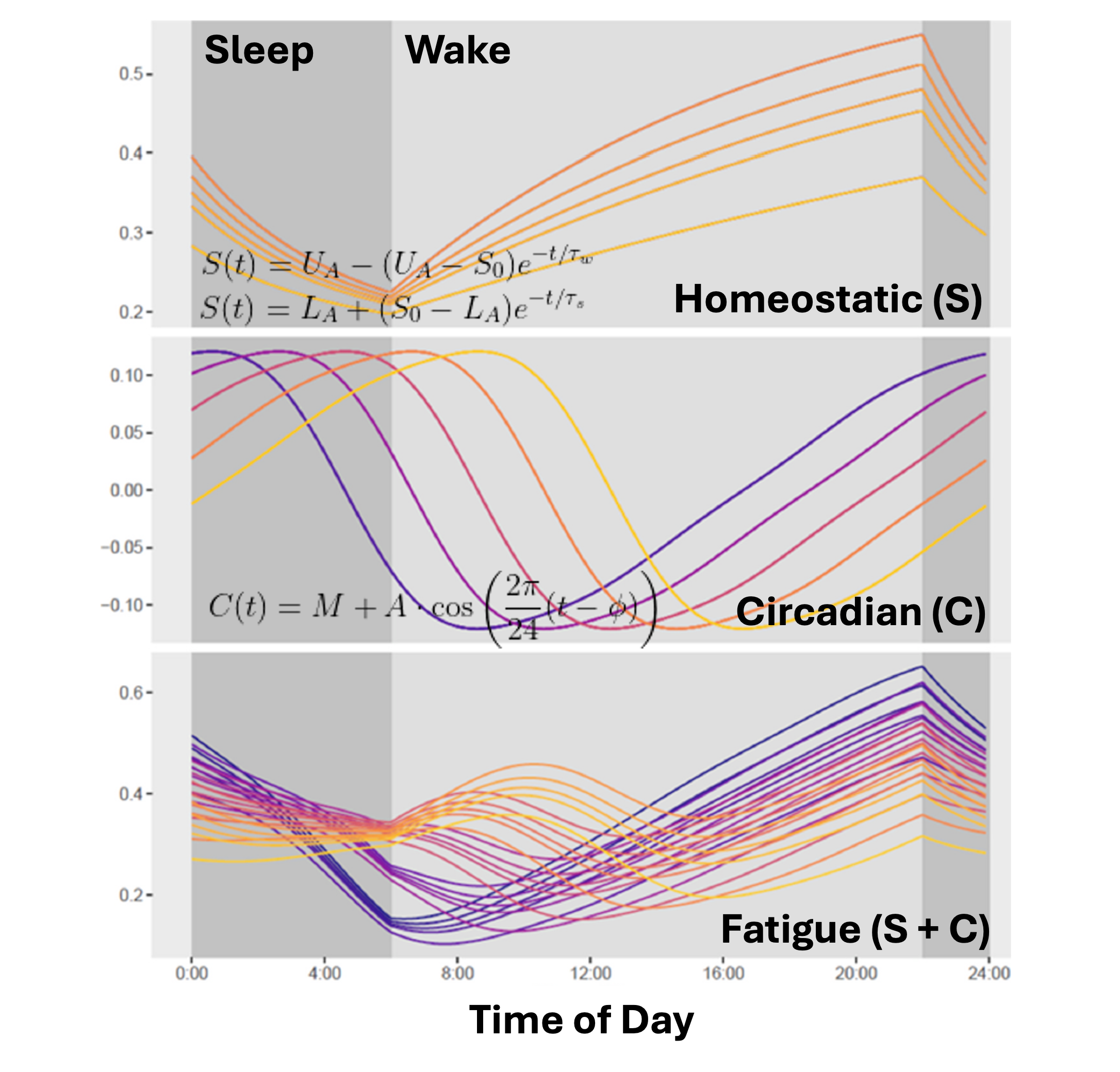 Two-process model of fatigue showing homeostatic and circadian components